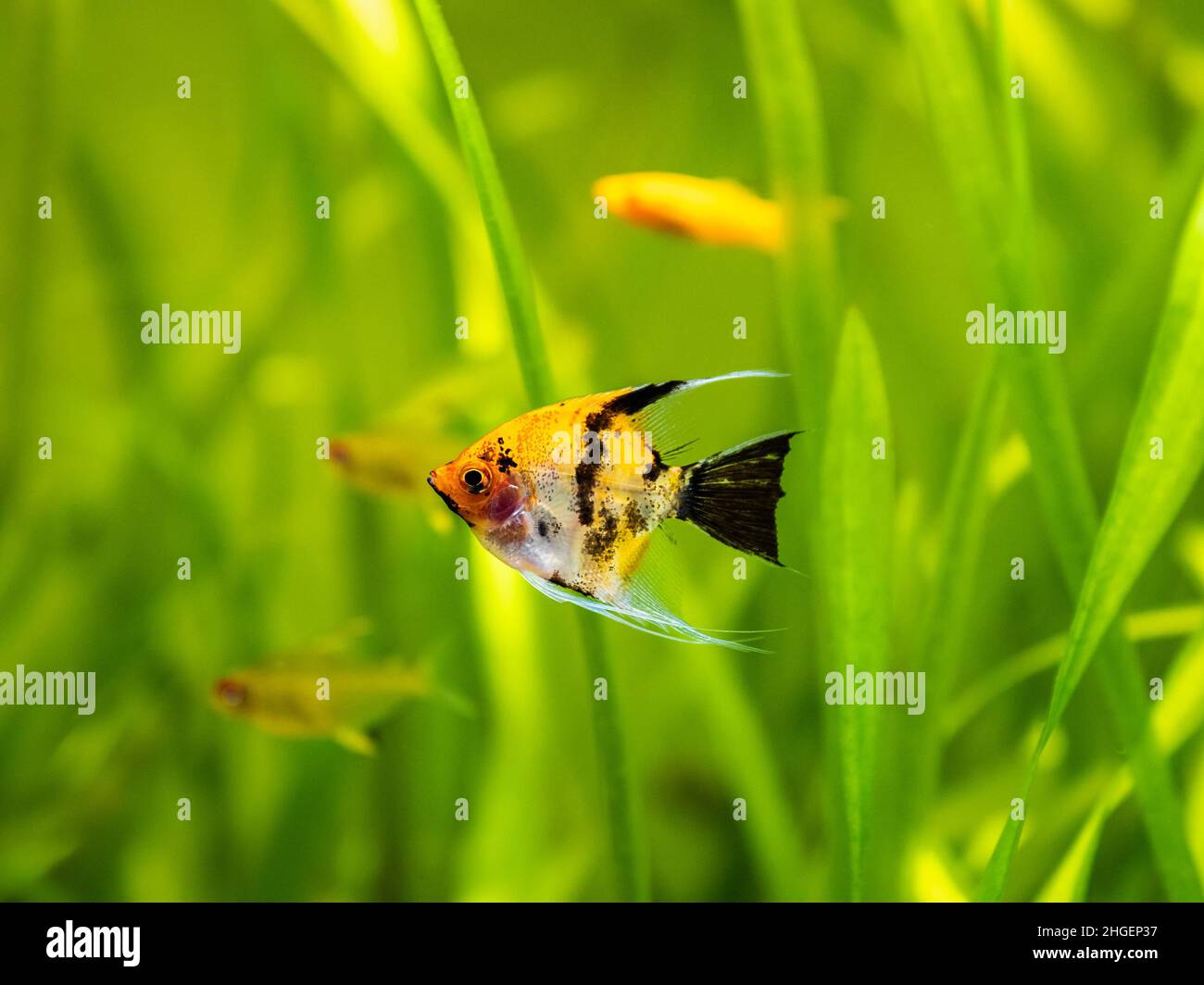 Koi Angelfish (Pterophyllum scalare) isolato in pesci di serbatoio con sfondo offuscato Foto Stock