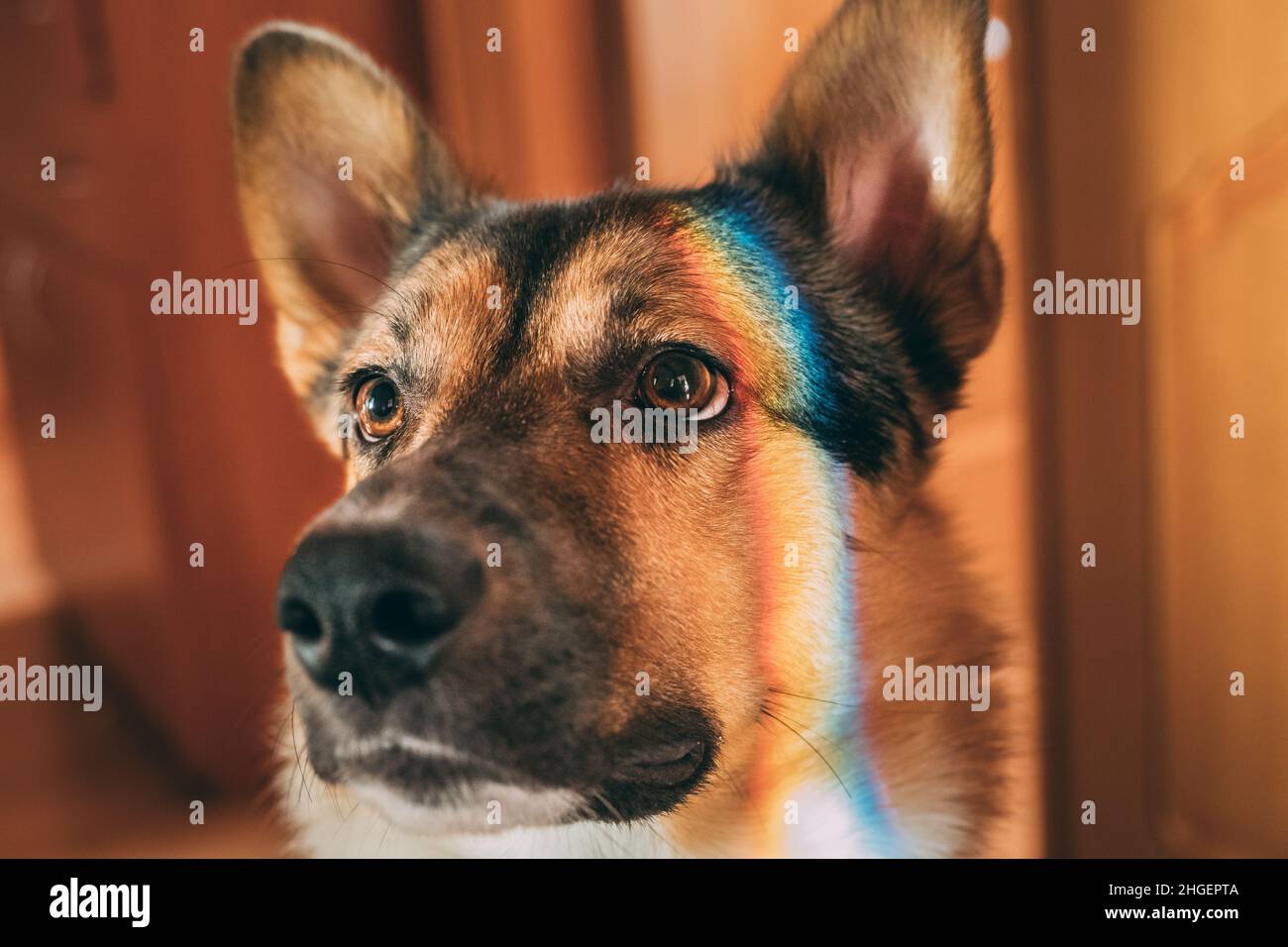 Riflesso di un arcobaleno multicolore sulla faccia di Un cane. Cane di razza mista che giace al piano interno. Riflesso di un arcobaleno multicolore sul volto Foto Stock