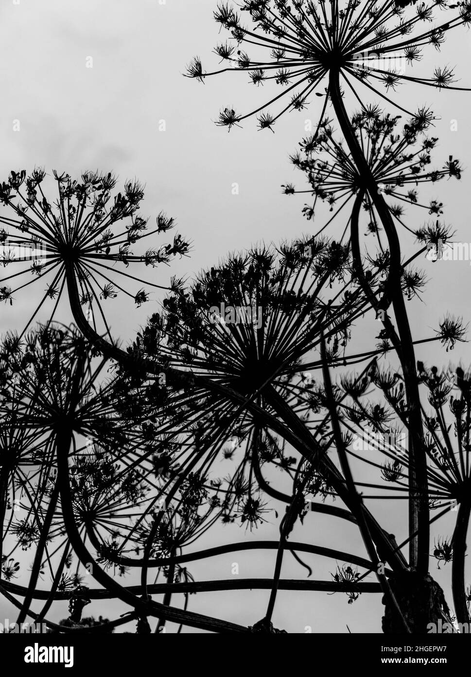 Foto in bianco e nero della silhouette di fiori di alghe secche di Sosnowsky sullo sfondo del cielo chiaro. Foto Stock