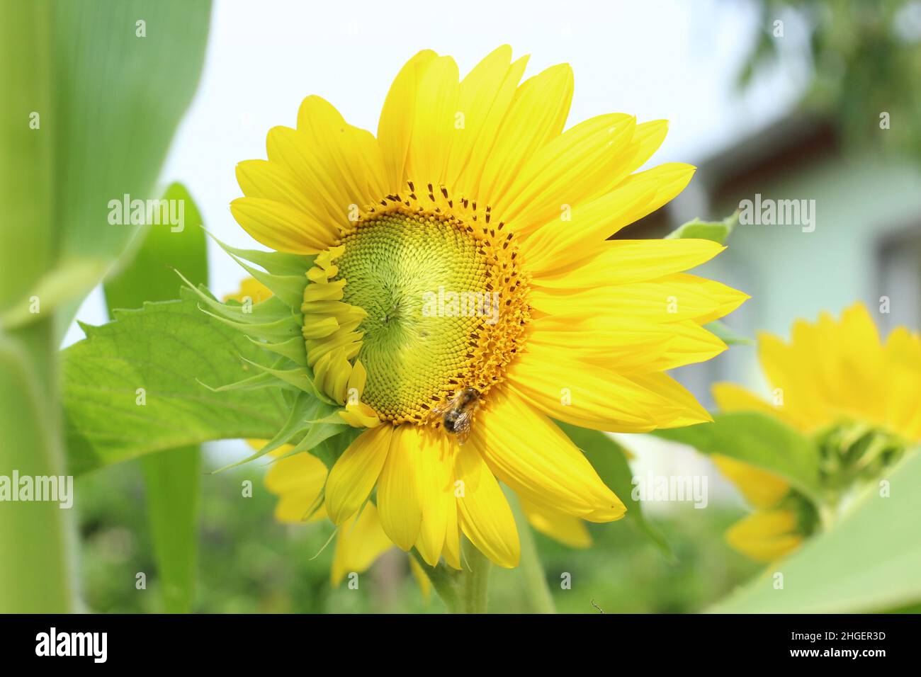 Girasole Foto Stock