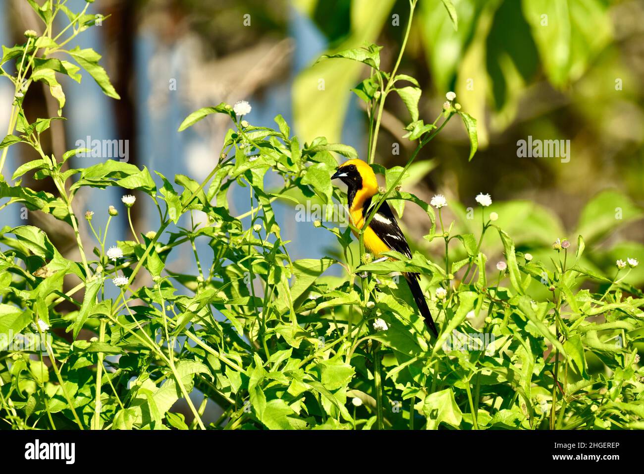 Un solone con cappuccio oriole (Icterus cullatus) in un arbusto a San Pedro, Belize. Foto Stock