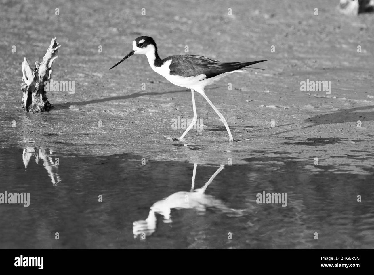 Un trampolo a collo nero (Himantopus mexicanus) nella laguna di San Pedro, Belize in bianco e nero. Foto Stock