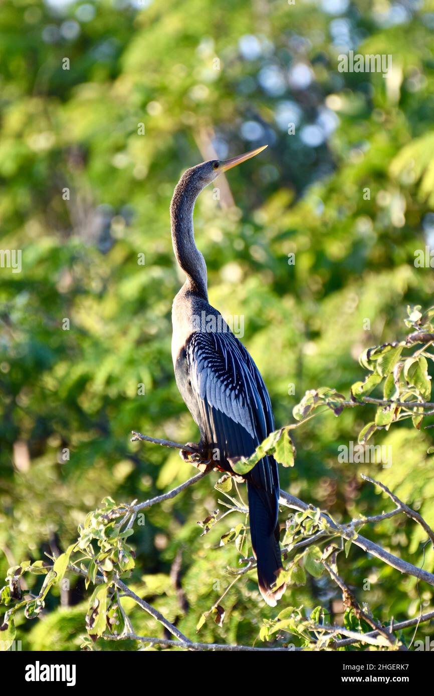 Anhinga (Anhinga anhinga), noto anche come Snakebird, darter americano, o tacchino d'acqua di profilo, arroccato in un albero nelle mangrovie di San Pedro, Belize. Foto Stock