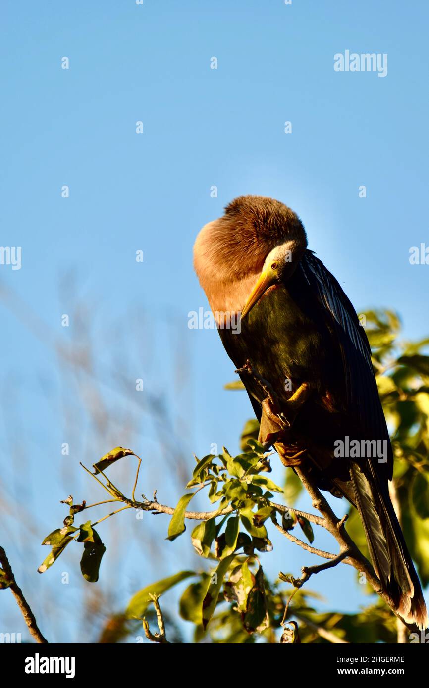 Anhinga (Anhinga anhinga), aka Snakebird, American darter, o acqua turchia in un albero nel mangrovie di San Pedro, Belize con la sua testa lungo il suo corpo Foto Stock