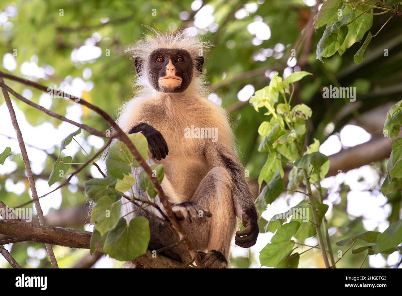 Zanzibar scimmia colobus rossa seduta sull'albero e riposo. Scimmia selvaggia carina con faccia scura appoggiata sull'albero. Isola di Zanzibar, Tanzania Foto Stock