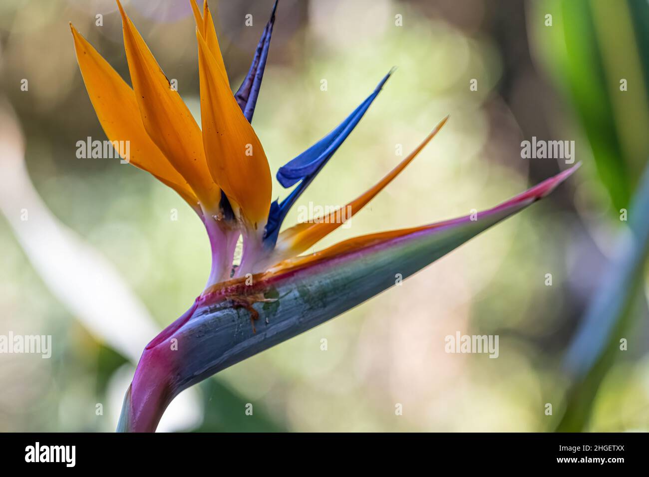 Bella, colorata Bird of Paradise Plant (Strelitzia reginae) al Jacksonville Zoo and Gardens a Jacksonville, Florida. (USA) Foto Stock