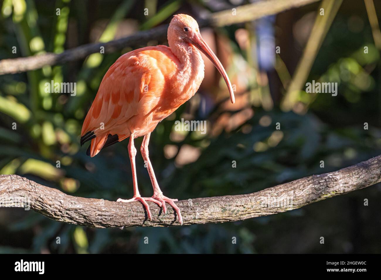 Splendido Scarlet Ibis (Eudocimus Ruber) allo zoo e ai giardini di Jacksonville, Florida. (USA) Foto Stock