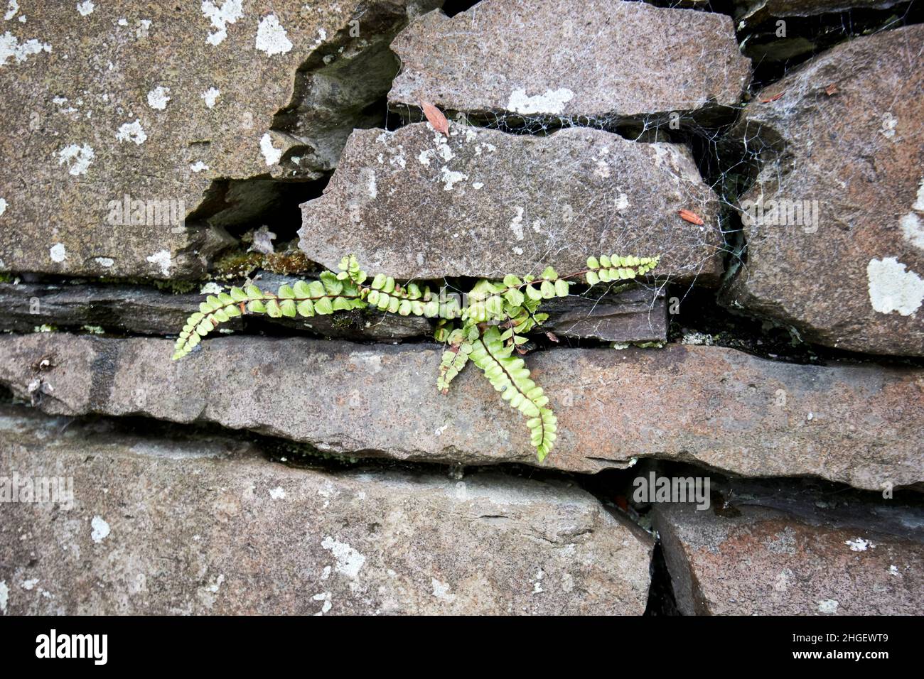 fern che cresce attraverso il gap in ardesia e granito stratificato muro di pietra secca con le pietre passanti visibile hawkshead villaggio lago distretto, cumbria, inghilterra, regno unito Foto Stock