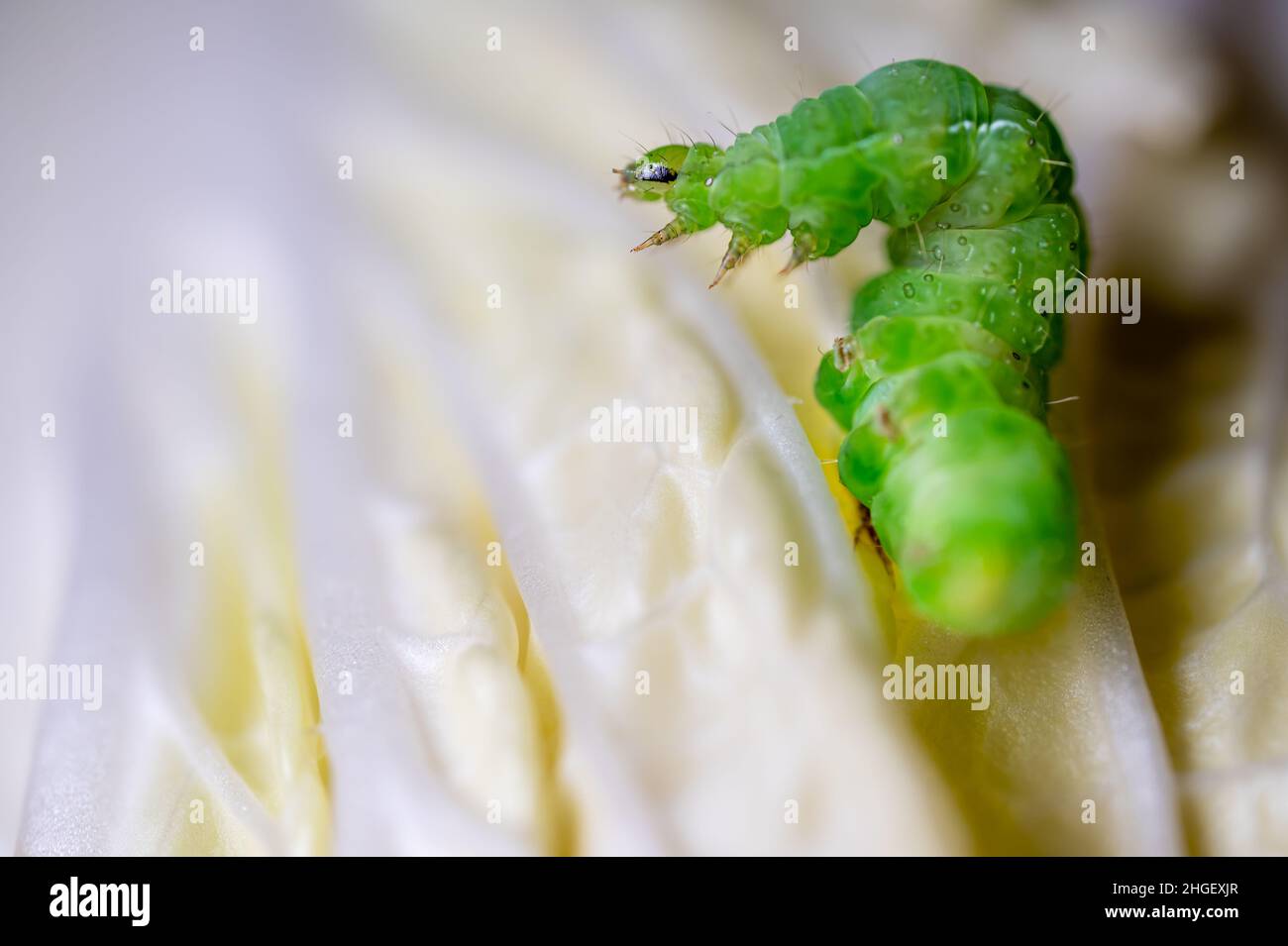 Caterpillar su foglia. verdeggiante cavolo caterpillar su cavolo cinese. Rapa di Brassica. Insetto di peste. Foto Stock