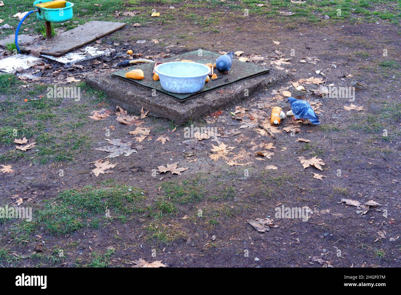 Piccioni di strada che mangiano pezzi di pane nel terreno con foglie secche in autunno Foto Stock