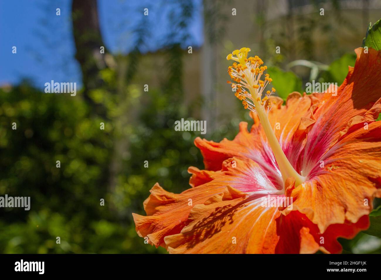 Vibrante Hibiscus rosa sinensis primo piano sfondo fiore dettaglio, una specie di arbusto tropicale della famiglia Malvaceae, ampiamente coltivata come gard Foto Stock