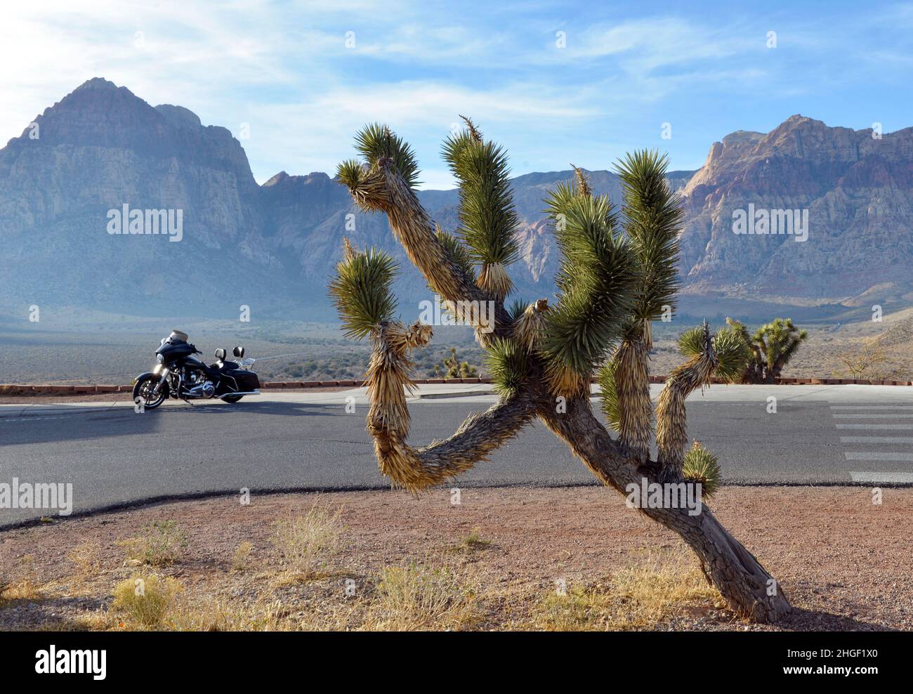 Paesaggio del deserto con moto, montagne e un albero di giosuè Foto Stock