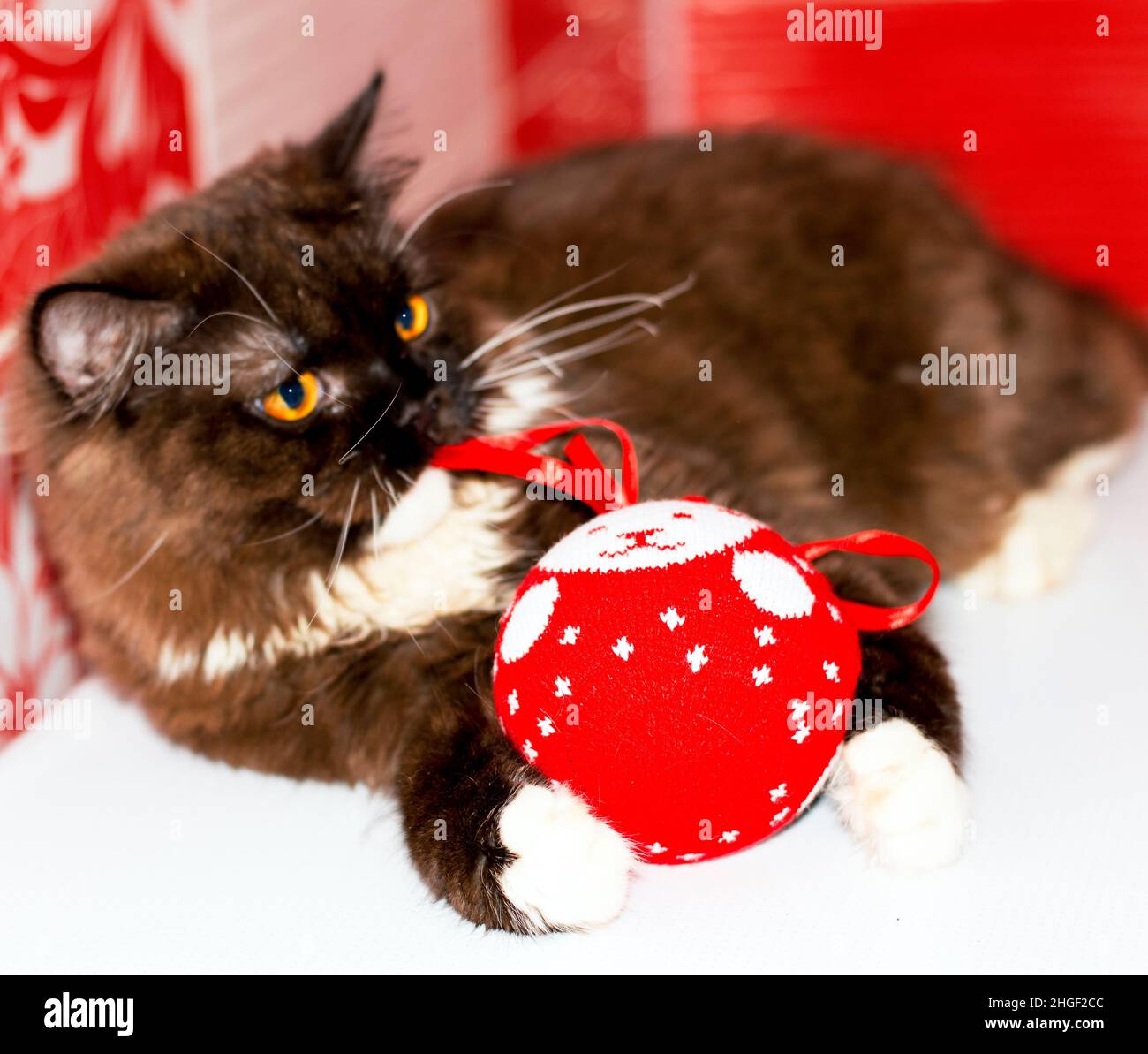 Cioccolato scozzese Highland dritto cuccioli gattini con un giocattolo di Natale, primo piano, l'inverno è freddo, gatti a tema, gattini e gatti in casa, animali domestici thei Foto Stock