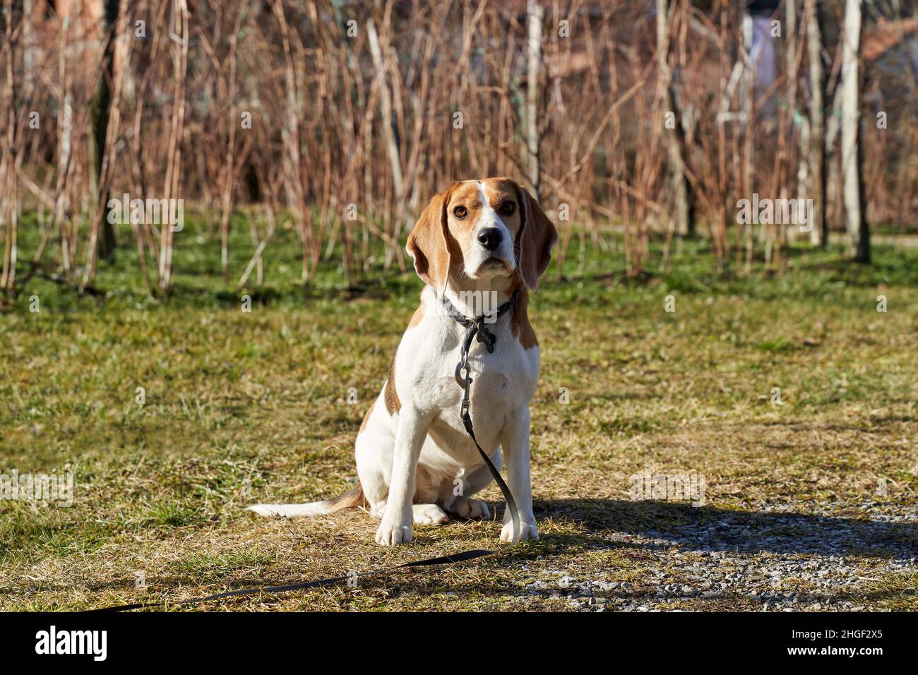 Cane Beagle seduto all'esterno sulla zona soleggiata in giardino Foto Stock