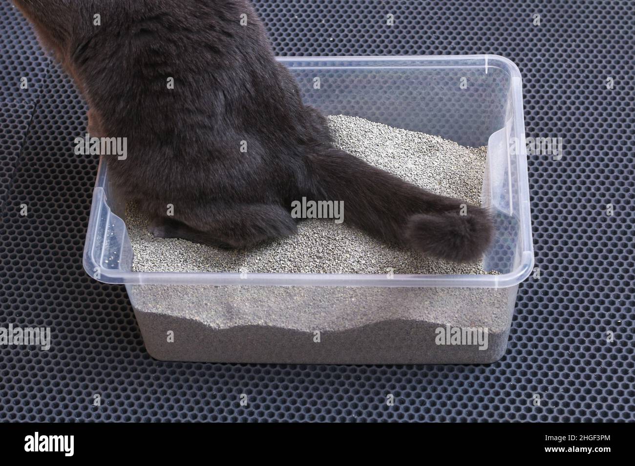 Gattino grigio siede in un vassoio WC con un cucciolo di gatto. Foto Stock