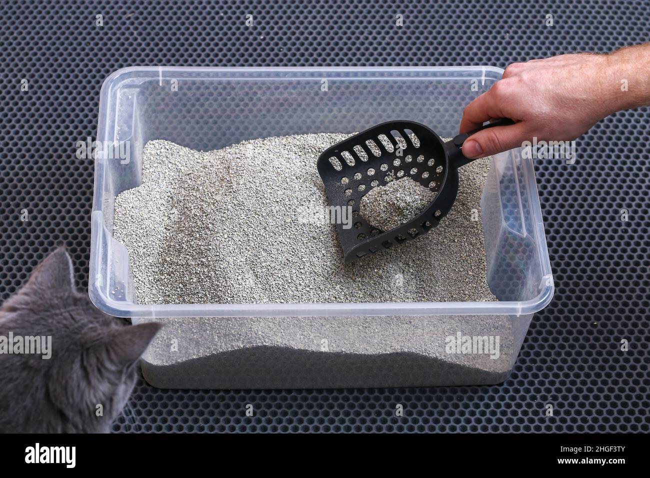 L'uomo pulisce la lettiera. La mano tiene una paletta con un grumo. Riempitivo per graffiature. Foto Stock