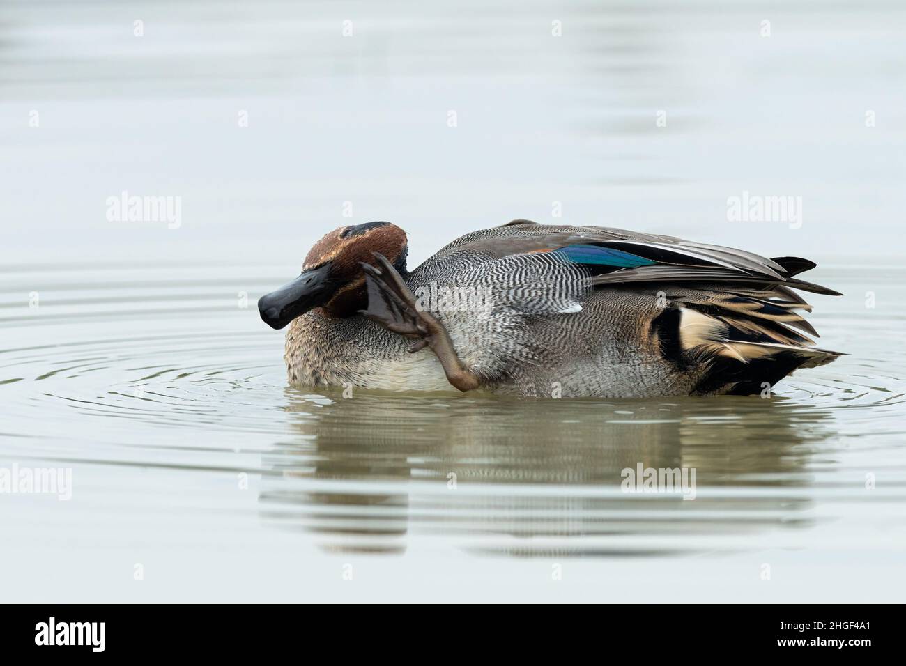 Un Teal eurasiatico (Anas crecca) nuotare in una giornata soleggiata e tranquilla in autunno, grado (Italia), pulizia della testa Foto Stock