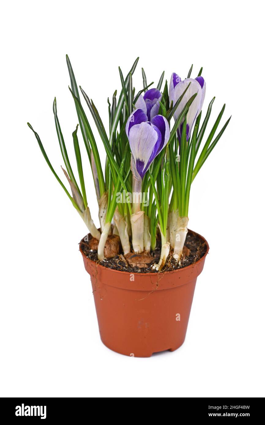 Fiori di primavera in vaso 'Crocus vernus' su sfondo bianco Foto Stock