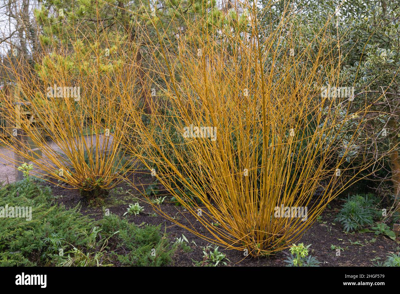 Steli legnosi della salix alba dorata Foto Stock