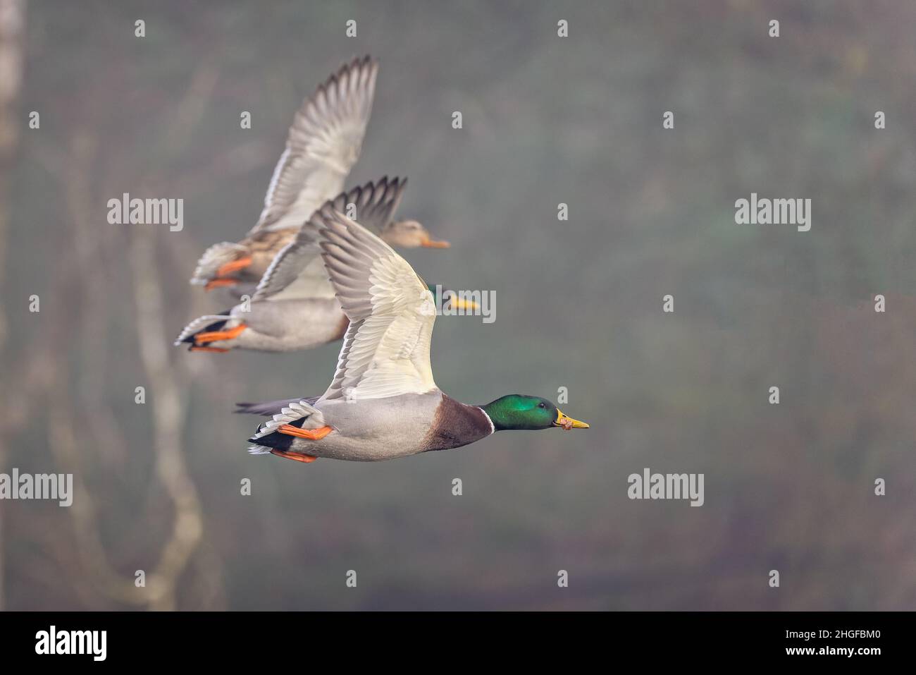 Primo piano di tre anatre di Mallard volare in abreast Foto Stock