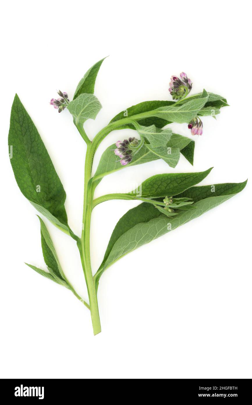 Foglie di erbe Comfrey usate in medicina vegetale per trattare problemi della pelle, ustioni, gonfiore, distorsioni e lividi. Foto Stock