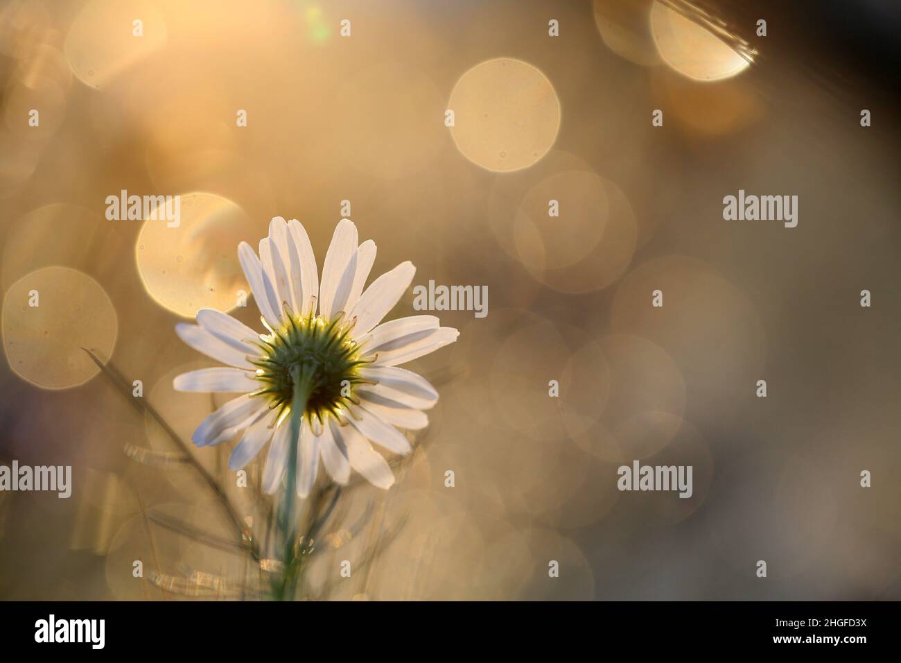 Bei fiori dal mio giardino, sembrano Nizza e sono fragranti Foto Stock