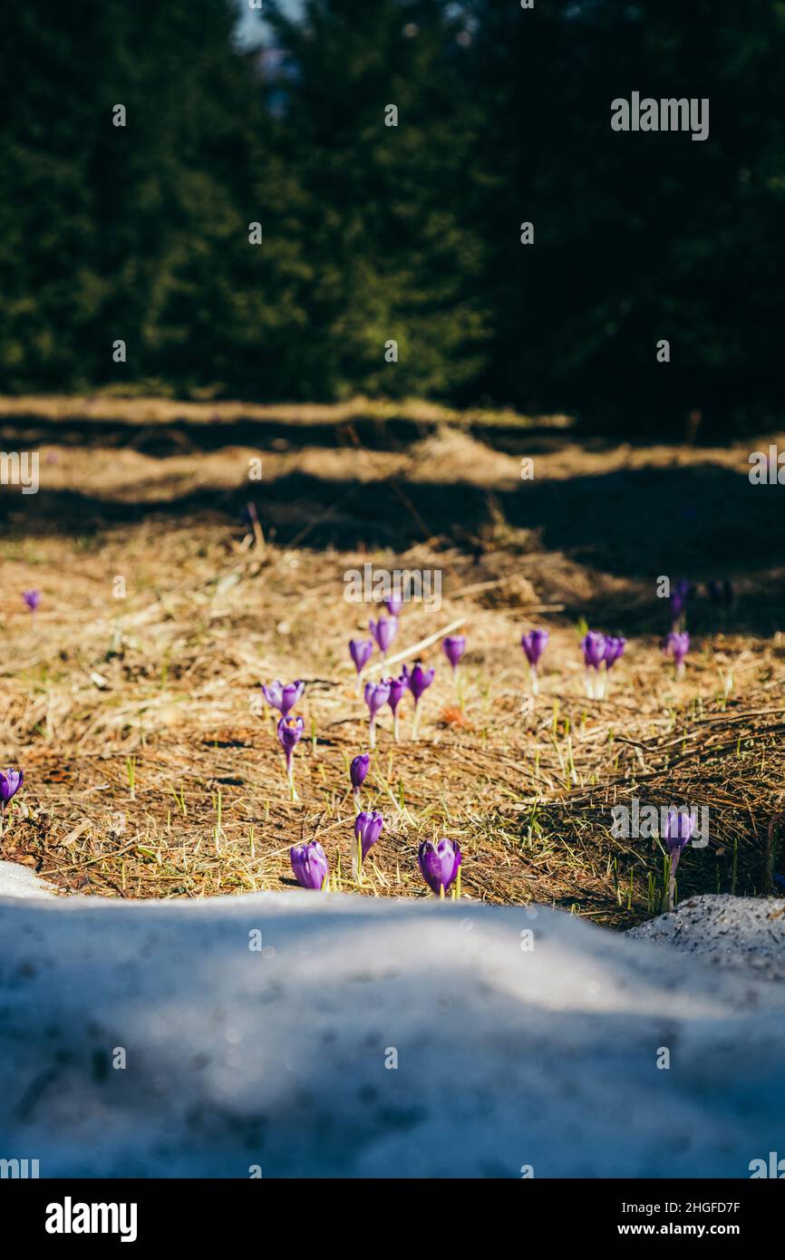 Fiori di crocus viola in montagna, erba gialla, scongelamento Foto Stock