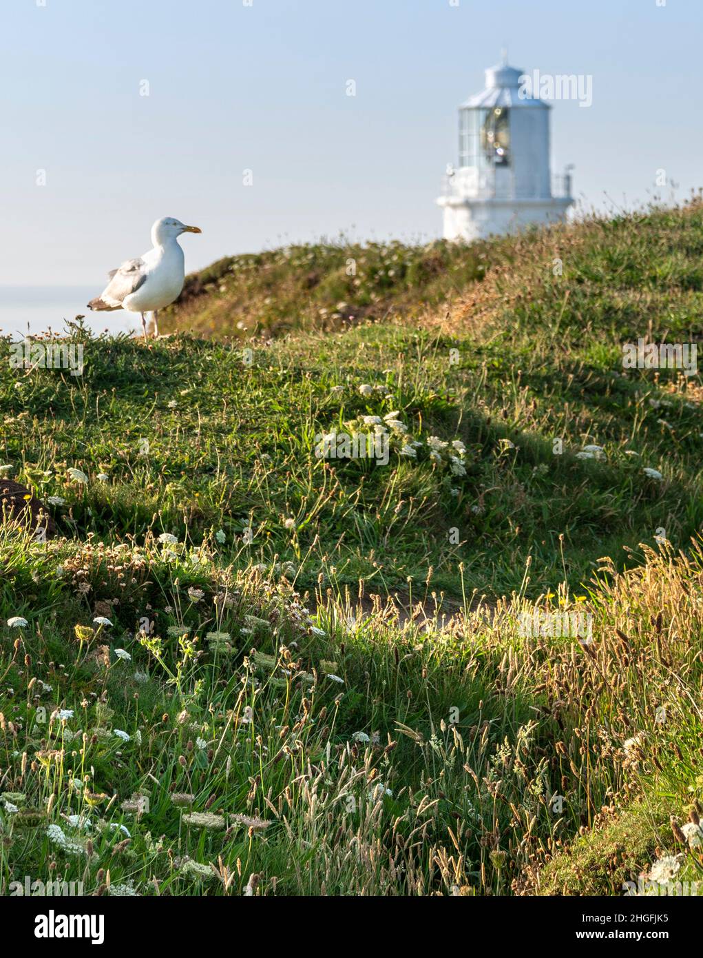 In un soleggiato pomeriggio estivo nella Cornwal settentrionale, che mostra la cima del faro, dietro le scogliere, su erba verde con molti fiori selvatici e margherite. Foto Stock