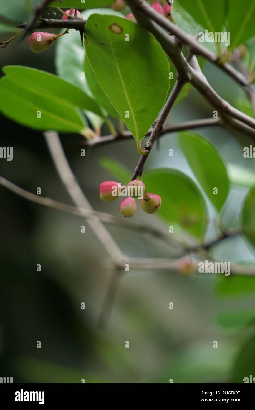 Prunus angustifolia (chiamato anche Chickasaw Plum, Cherokee Plum, Florida sabbia) con uno sfondo naturale Foto Stock