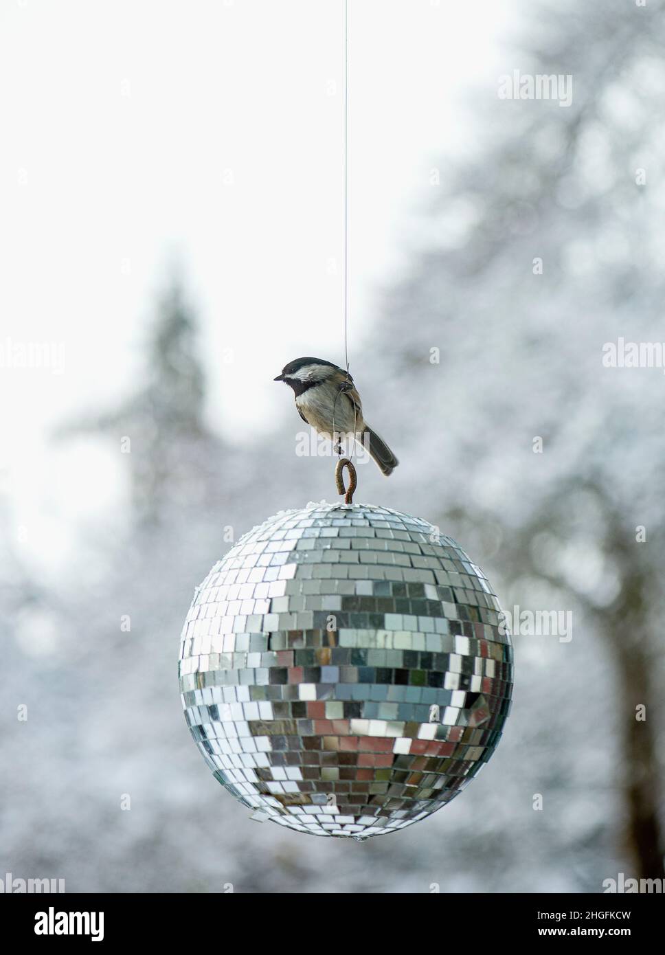 chickadee in discoteca il giorno d'inverno. Foto Stock