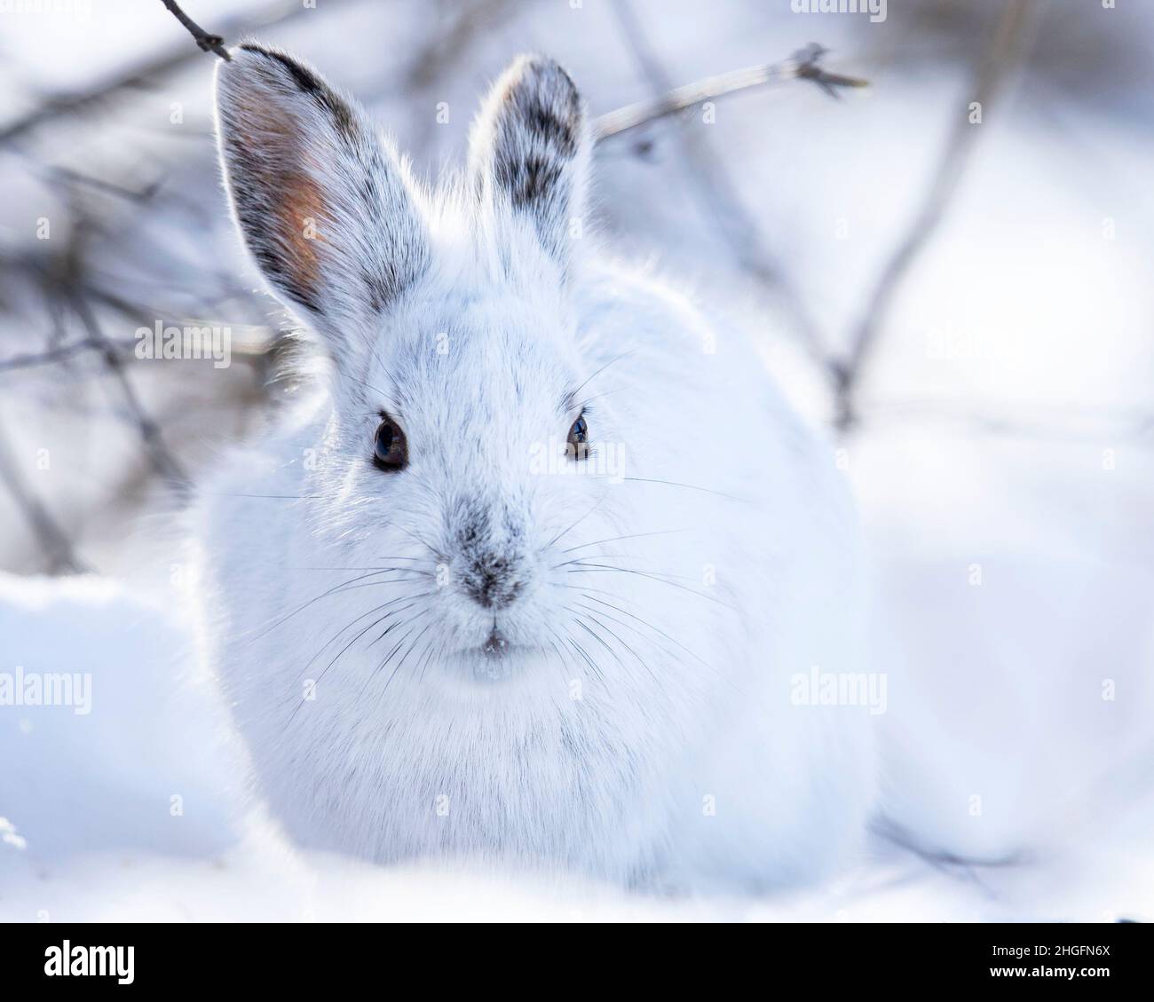 (Ottawa, Canada---20 Gennaio 2022) lepre ciaspole. Foto Stock