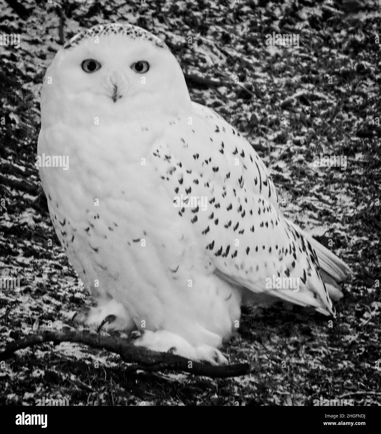 Gufo nevoso Calgary Zoo Alberta Foto Stock