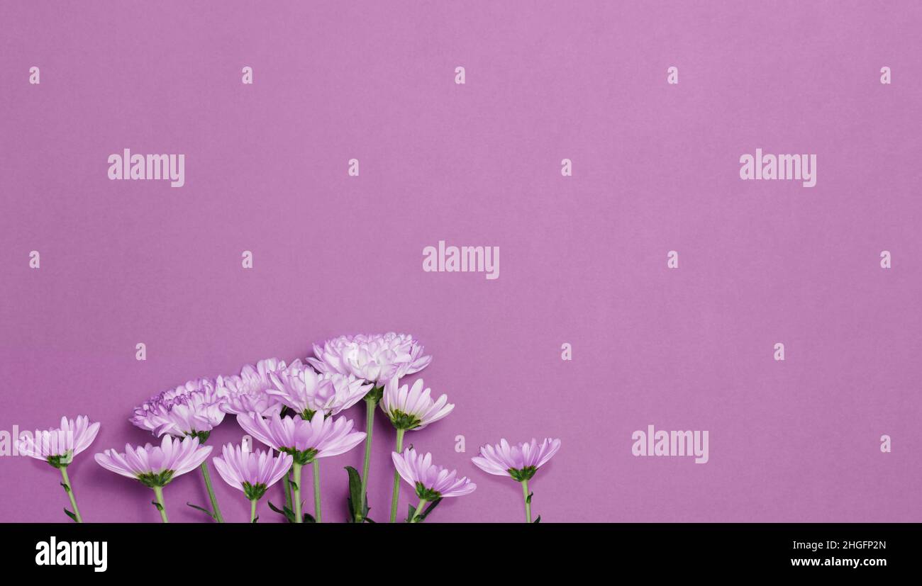 Banner minimalista con fiori rosa a margherita su sfondo rosa. Primavera, concetto di vacanza. Foto Stock