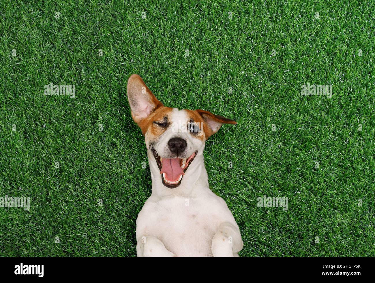 Divertente cane sbuffa e sorride sull'erba verde nel parco. Concetto di felicità. Foto Stock