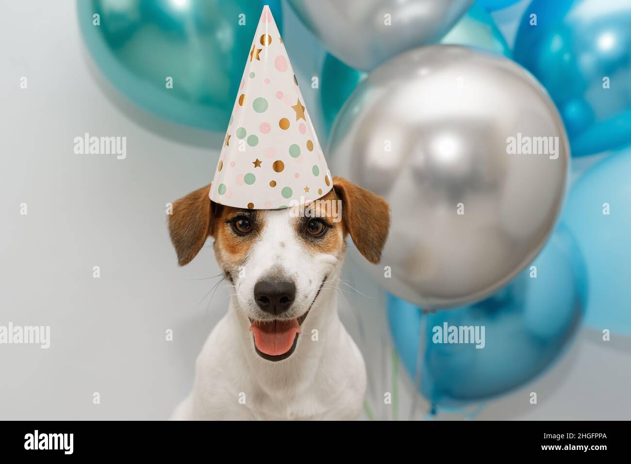 Carino cane in cappello festa di carnevale che celebra il compleanno. Concetto di vacanza. Foto Stock
