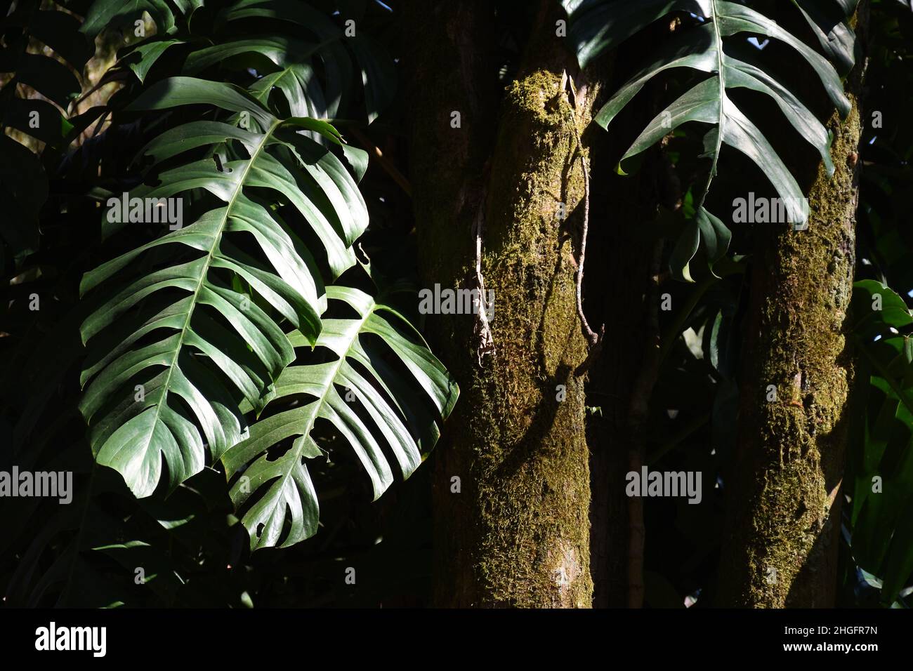Grandi foglie verdi di Monstera Deliciosa è una bella pianta di arrampicata su tronco di albero Foto Stock