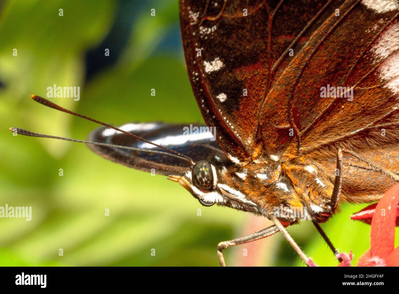 Farfalla di melanzane variata con antenne appuntite Foto Stock