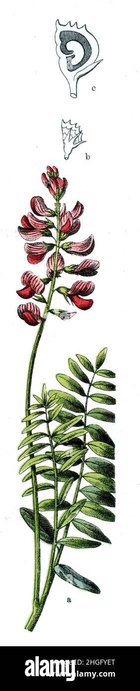 Comune sainfoin Onobrychis viciifolia SYN Onobrychis sativa, (libro di botanica, 1909), Esparsette, Futter- Foto Stock