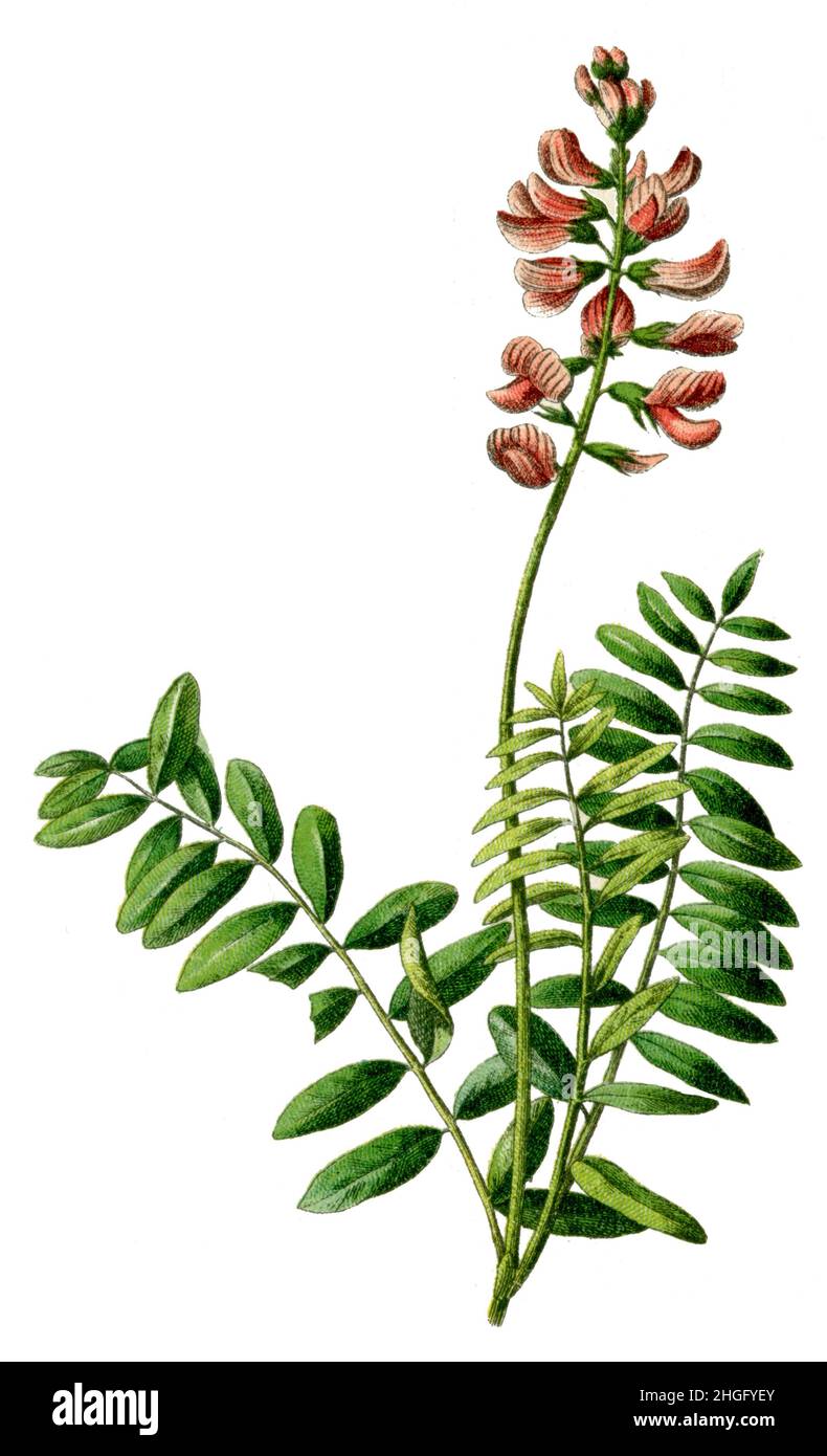 Comune sainfoin Onobrychis viciifolia SYN Onobrychis sativa, (libro di botanica, 1900), Esparsette, Futter- Foto Stock