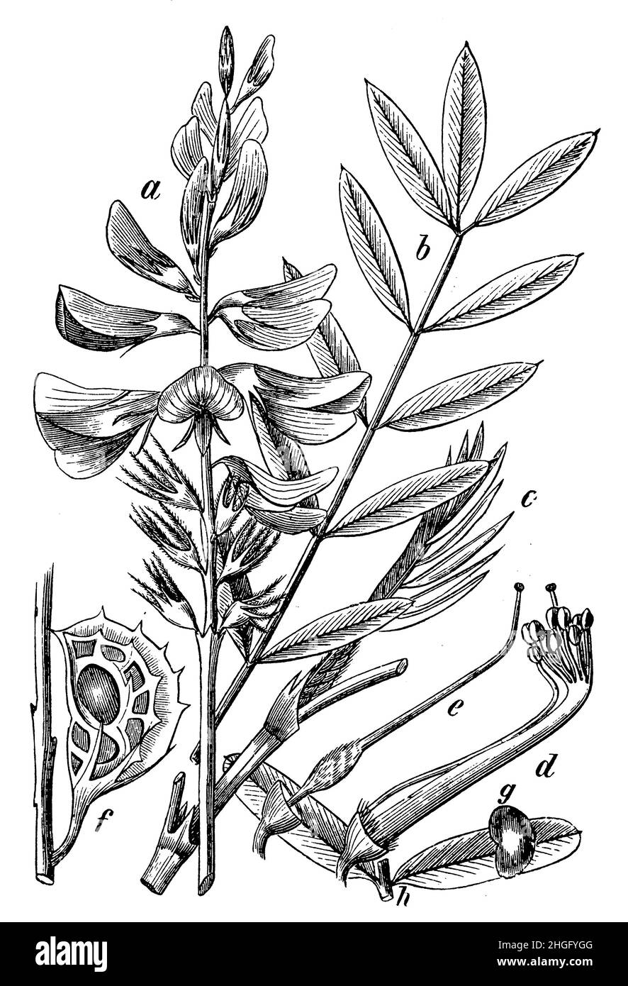 Sainfoin comune, Onobrychis viciifolia SYN Onobrychis sativa, (libro di botanica, 1898), Esparsette, Futter- a blühende Stengelspitze, b oberes Blatt, c Stengelschnitt mit zusammengefaltetem Blatt, d Staubgefäße, e Stempel, f Frucht, same, g, Ha zwei Fiederblättchen eines unteren Blatts, ainfoin cultivé Foto Stock