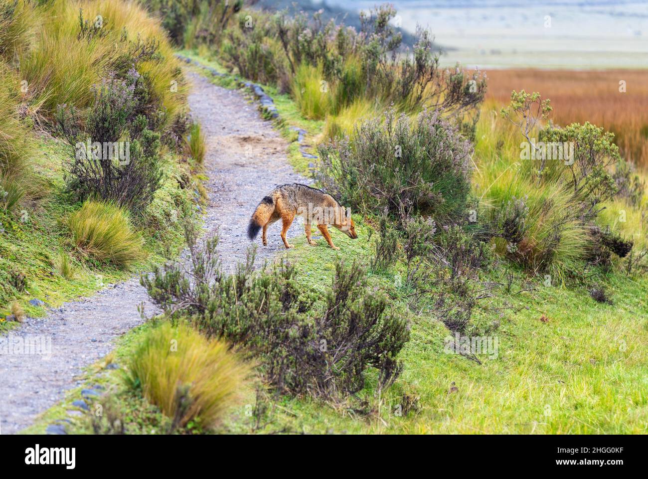 Volpe andina (Lycalopex culpaeus) sul sentiero a piedi intorno Limpiopungo Lagoon escursione, Cotopaxi parco nazionale vulcano, Quito, Ecuador. Foto Stock