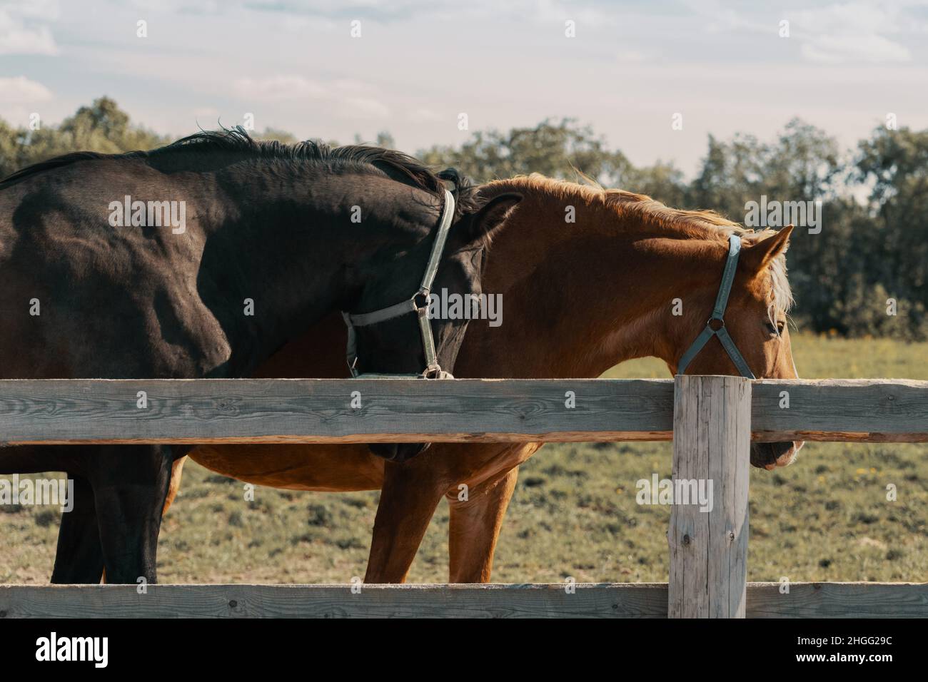 Due cavalli da traino con halter sono in piedi nel paddock. Foto Stock