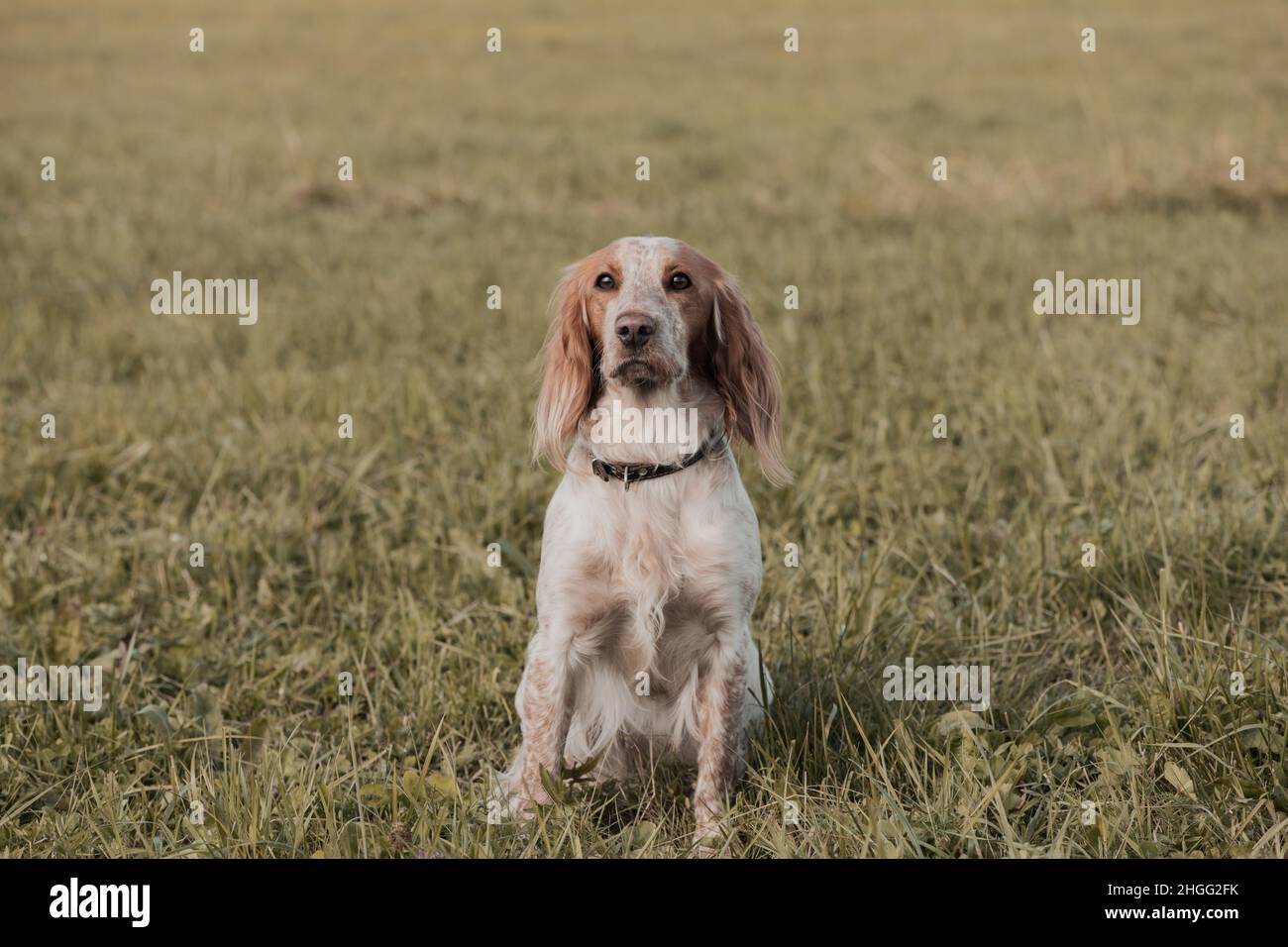 Un cane seduto in erba in campagna. Foto Stock