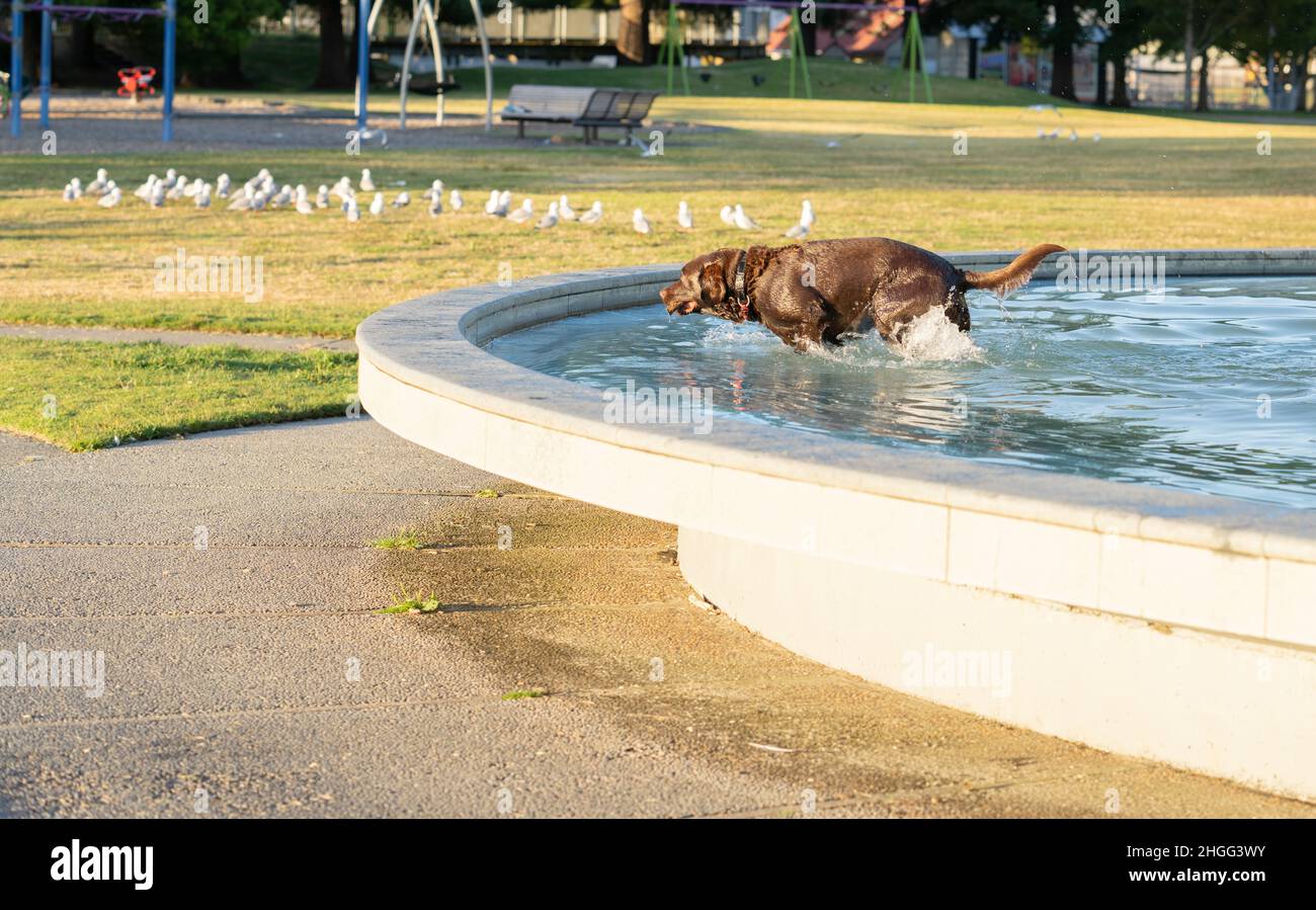 Grande cane marrone in acqua, bagnato e bedragged che si disegna dall'acqua in Memorial Park Fountain. Foto Stock