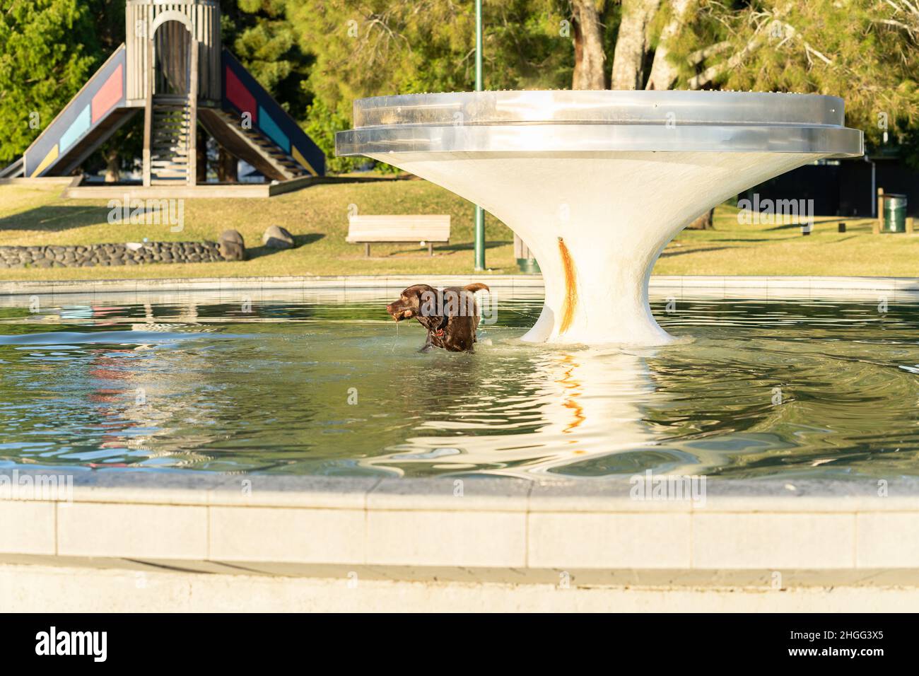 Grande cane marrone in acqua, bagnato e bedragged che si disegna dall'acqua in Memorial Park Fountain. Foto Stock