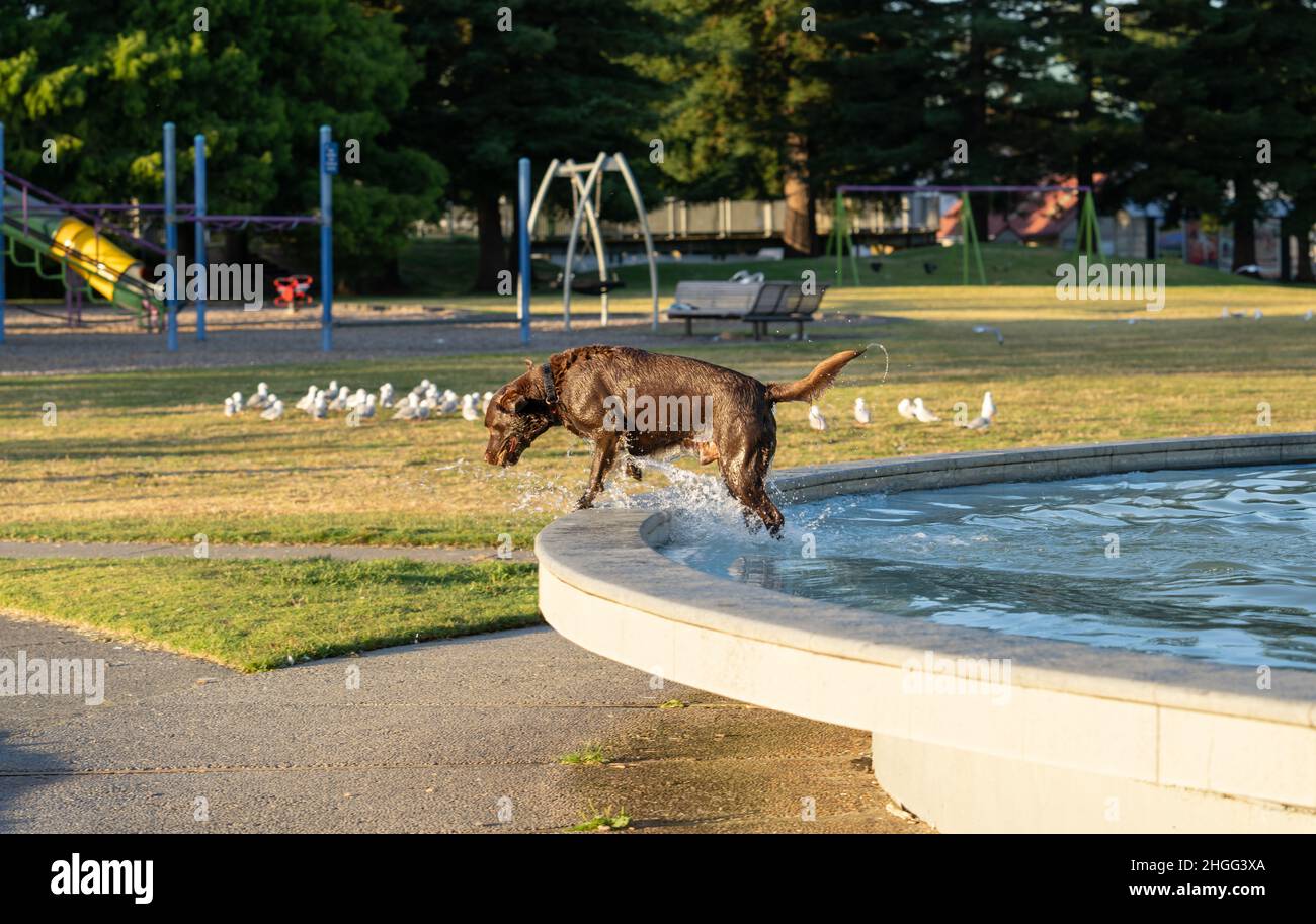 Grande cane marrone in acqua, bagnato e bedragged che si disegna dall'acqua in Memorial Park Fountain. Foto Stock