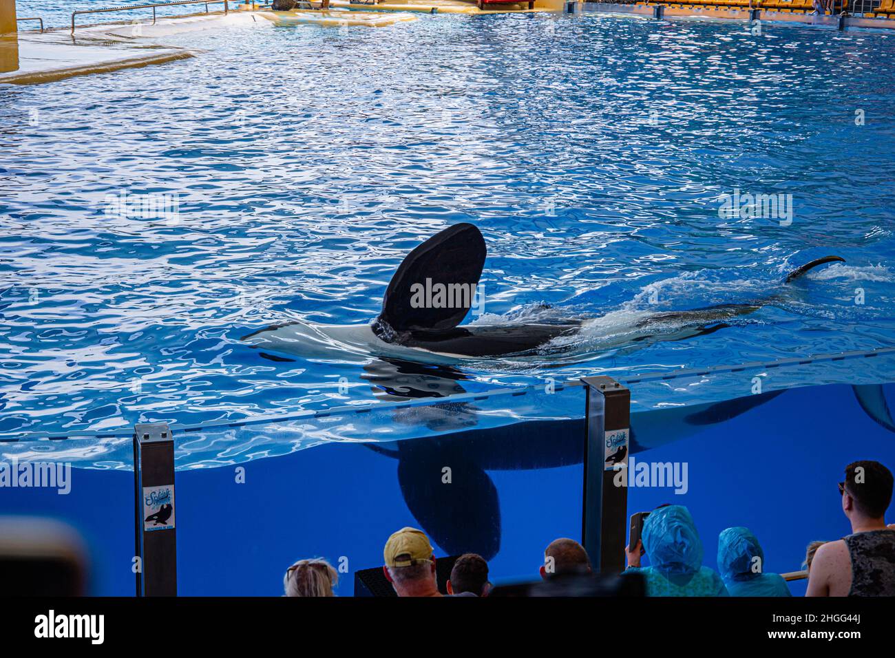 Una balena killer nuota con una pinna esposta durante uno spettacolo al loro Parque, Tenerife Foto Stock