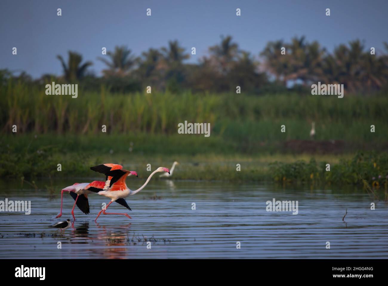 Grande Flamingo, Bhigwan, Maharashtra, India Foto Stock