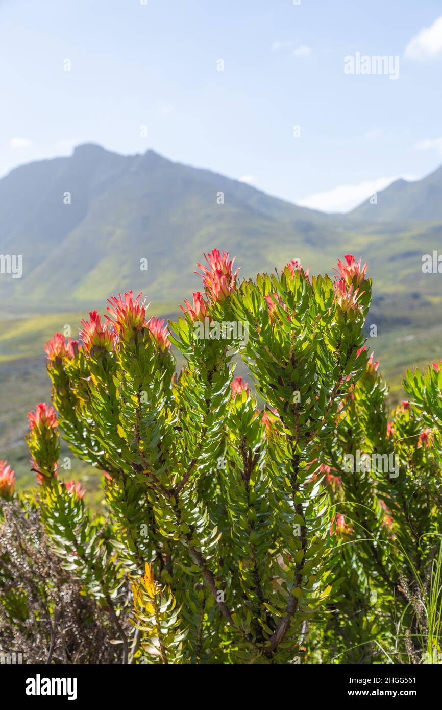 Primo piano dei fiori rossi/arancioni di Mimetes cucculatus in habitat naturale nella Riserva Naturale di Kogelberg vicino a Kleinmon, Capo Occidentale, Sudafrica Foto Stock