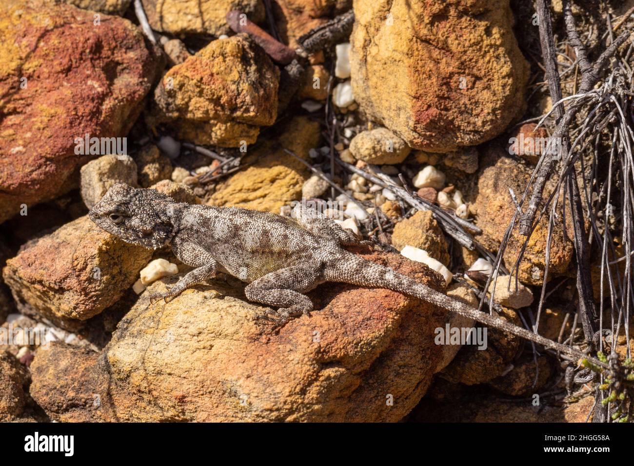 Lizard (probabilmente AGAMA atra) visto nella Riserva Naturale di Kogelberg nel Capo Occidentale del Sud Africa Foto Stock